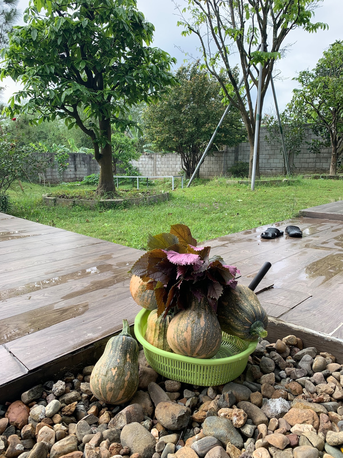A green basket holds several gourds and leafy greens, placed on a bed of stones. The background features a lush, open yard with trees and a swing set, under a partly cloudy sky. Wet wooden planks are visible, reflecting the natural surroundings.