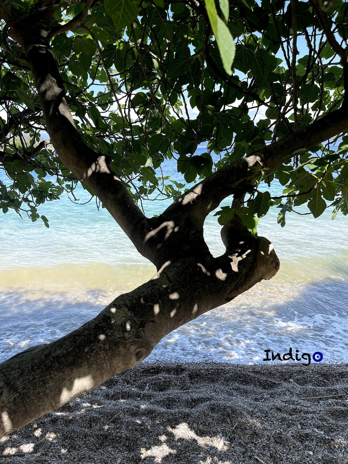 A tree branch extends into the frame, casting dappled shadows on a sandy beach. In the background, gentle waves can be seen lapping at the shore, with clear water reflecting sunlight. The tranquil scene emphasizes the natural surroundings of the Gulf of Corinth.