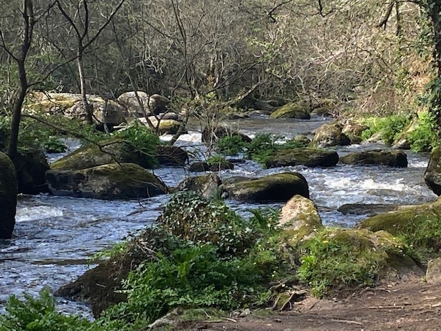 A gently flowing stream meanders through a natural landscape, flanked by lush greenery and moss-covered rocks. The water reflects dappled light, creating a serene atmosphere among the trees and undergrowth.