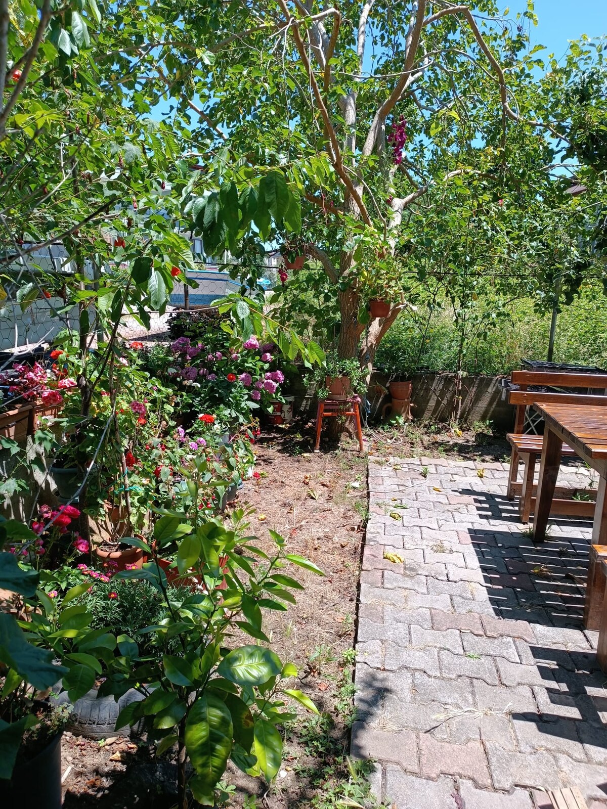 A garden area is surrounded by a variety of flowering plants and greenery. A stone pathway leads to a wooden dining table surrounded by chairs, providing a space for outdoor relaxation. Sunlight filters through the foliage, creating a serene environment.
