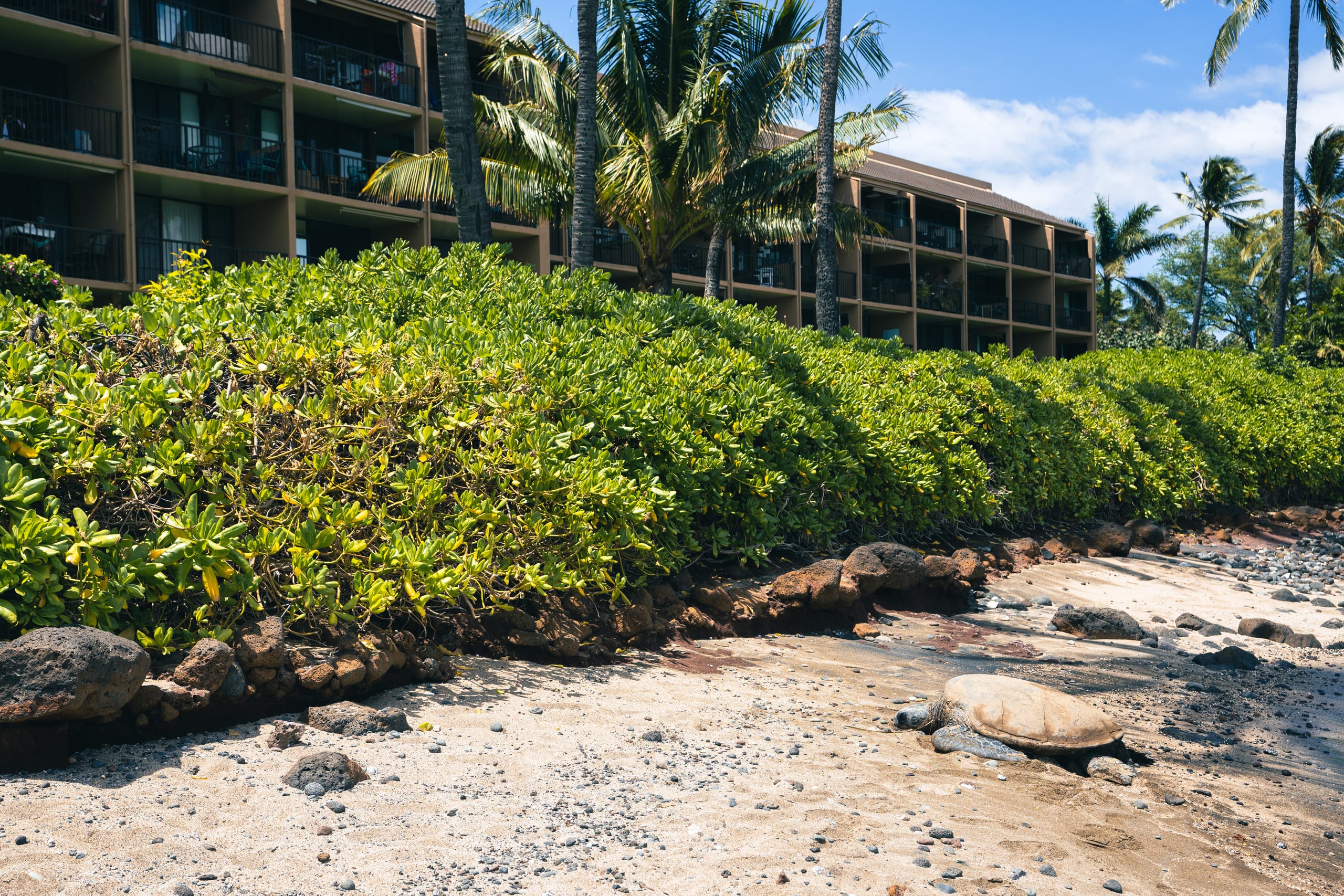 Condo in Wailuku · ★4.92 · 1 bedroom · 2 beds · 1 bath - Image 25