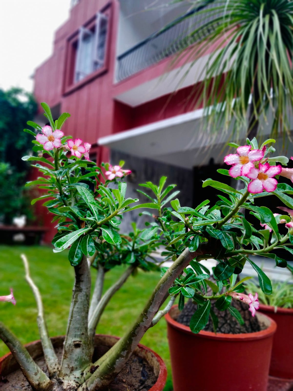 A flowering plant with vibrant pink blossoms is positioned in the foreground, showcasing lush green leaves. The background features a modern building with a red exterior and an overhanging balcony, while a well-maintained lawn provides a natural setting.