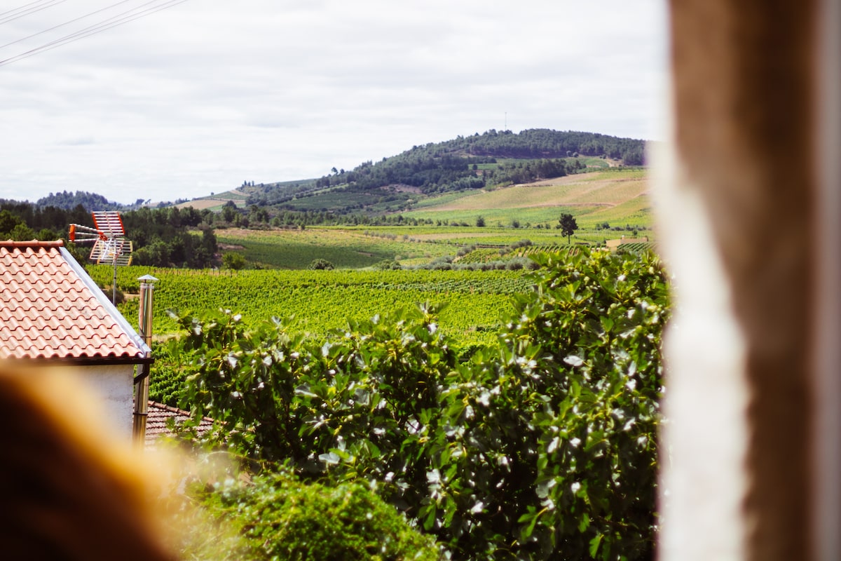 A scenic view of rolling vineyards and lush hills is framed by greenery. Fields extend towards the horizon under a cloudy sky, creating a peaceful countryside landscape. Structures with terracotta roofs are visible in the foreground, adding to the serene setting.
