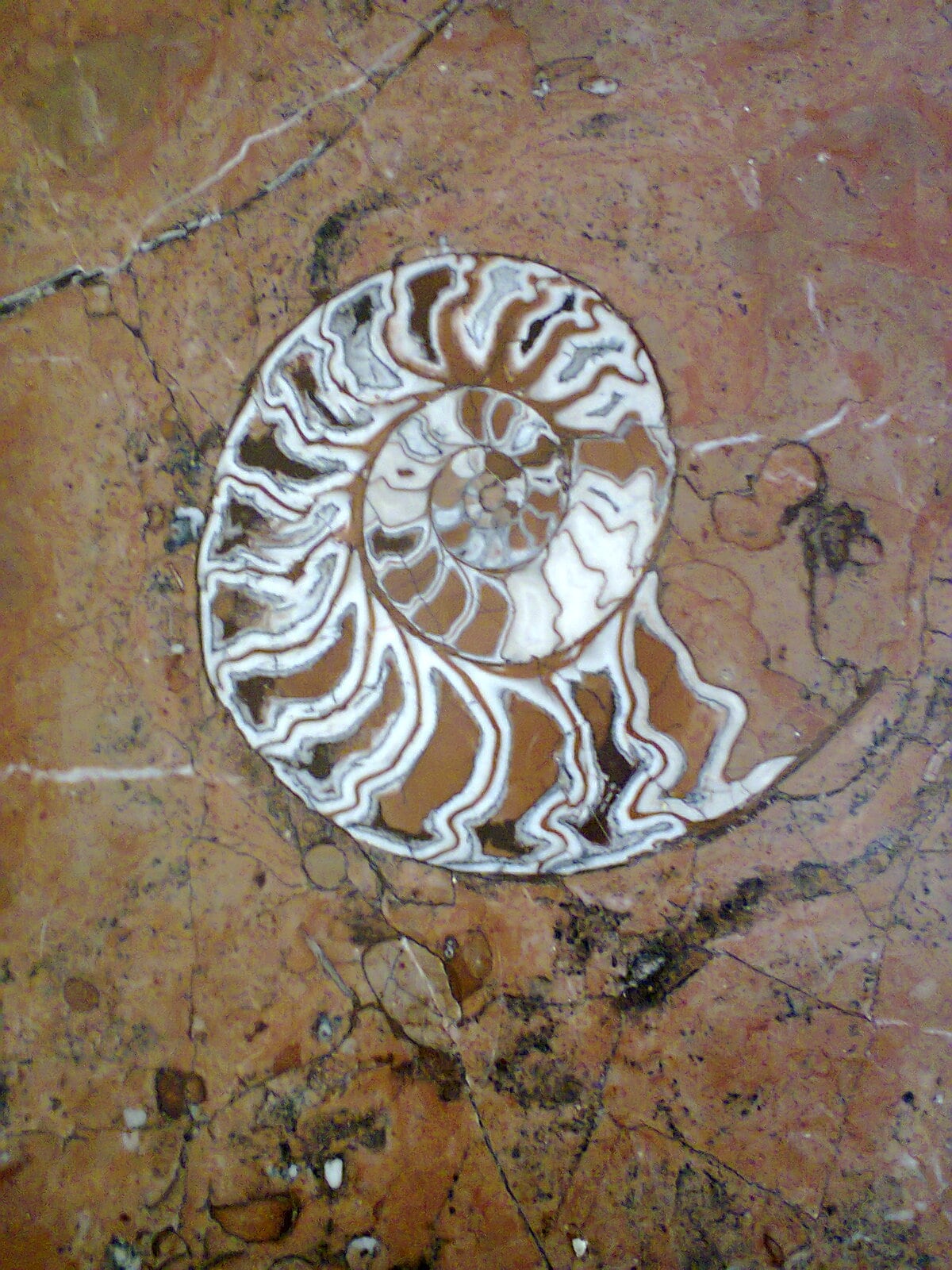 A fossilized ammonite pattern is embedded in a polished stone surface, featuring concentric spirals in shades of brown and cream. The natural stone backdrop exhibits subtle variations in color and texture, enhancing the fossil's intricate design.