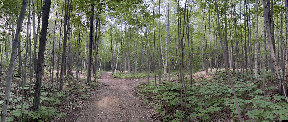 A tranquil forest scene is presented with a narrow dirt path diverging through tall trees. Green foliage lines the ground, creating a natural carpet of leaves and plants. The surroundings are filled with a peaceful ambiance, indicative of a secluded camping experience.