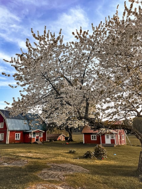 Popular Airbnb listing: Summer guesthouse in Rånö Stockholm’s archipelago in Haninge
