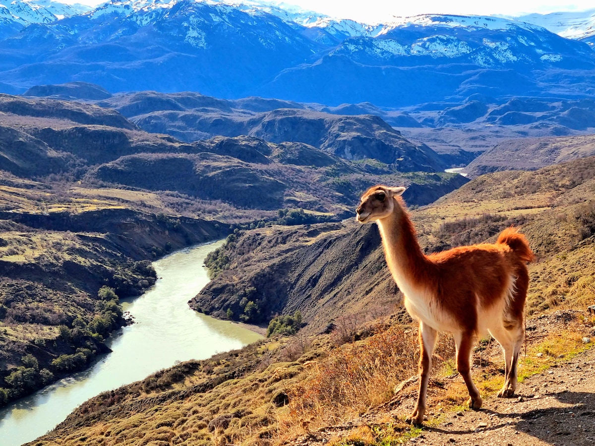 A serene landscape is displayed, featuring rolling hills and a winding river. A lone guanaco stands in the foreground, gazing toward the distant snowy mountains. The natural colors of the earth and water blend harmoniously, creating a peaceful scene in a remote area.