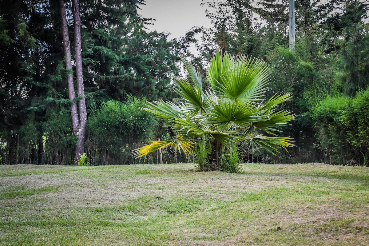A lush green lawn is presented, featuring a single palm tree at the center. Surrounding trees create a natural backdrop, while neatly trimmed grass offers an open space for relaxation and activities.