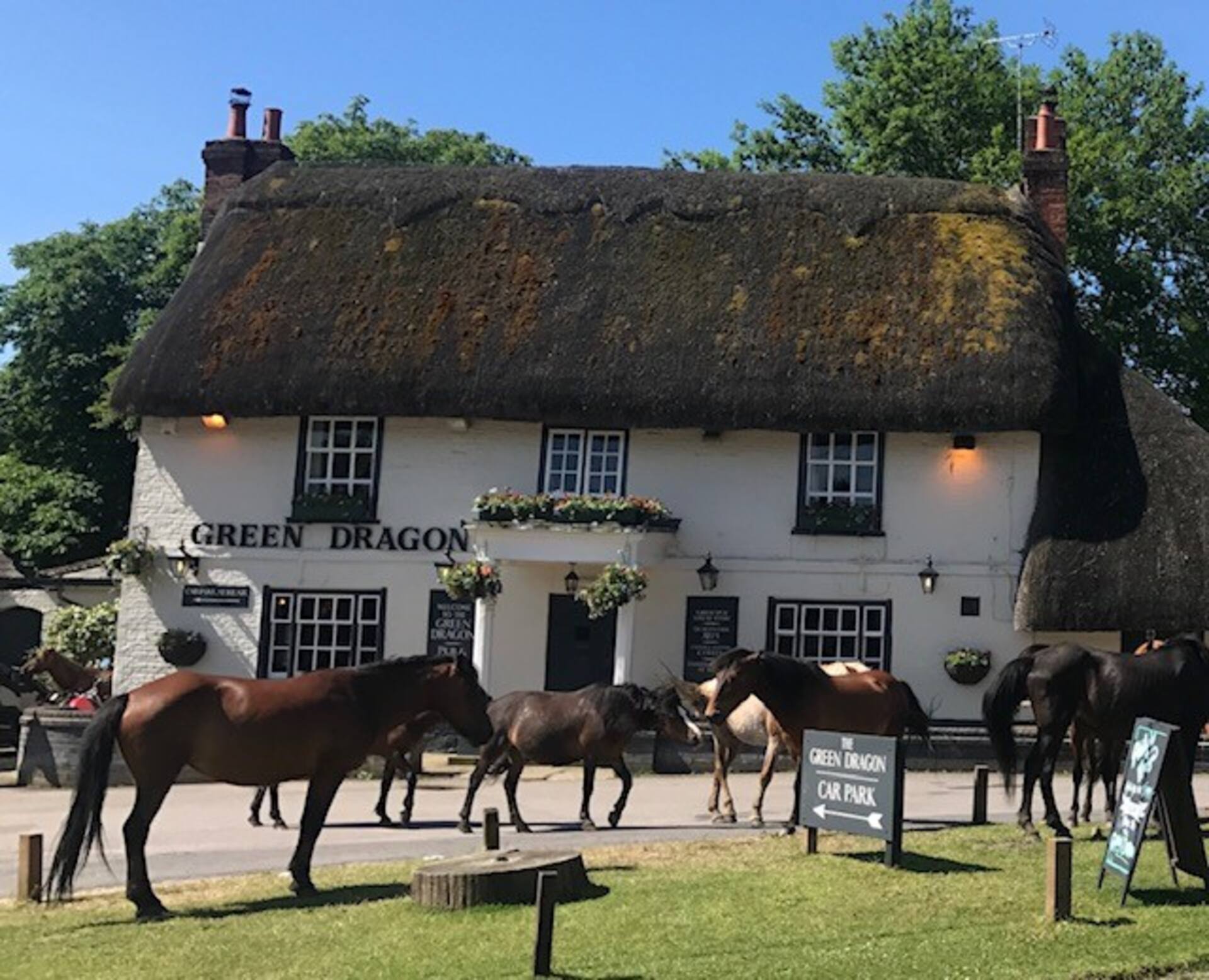 The Bungalow at The Dragon, New Forest