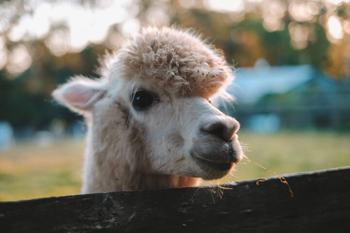 Bahche Hinterland gallery image 4