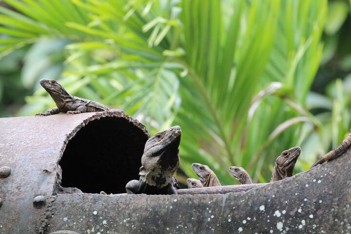 8 room tropical eco-jungle lodge near ATM cave