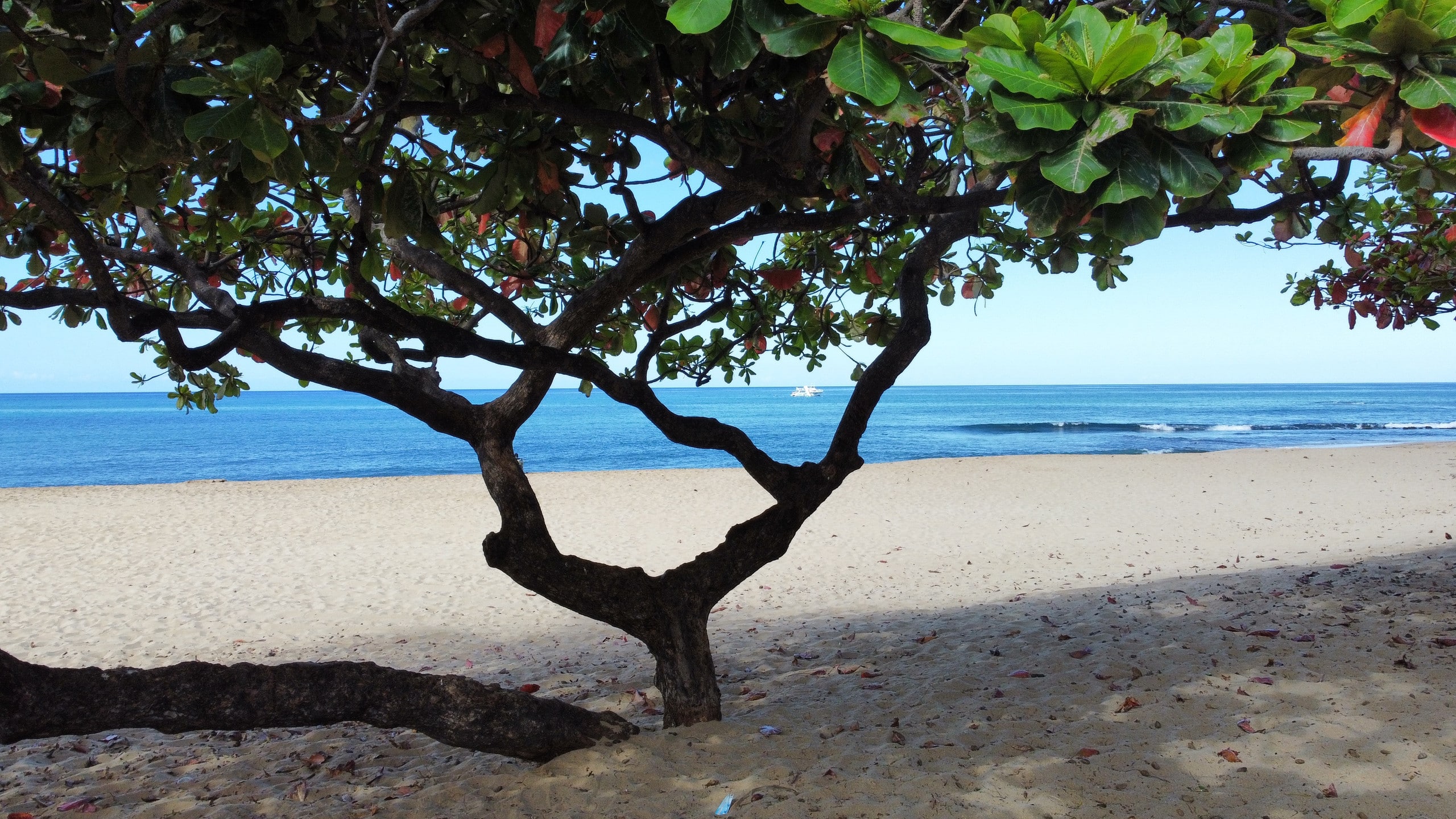 Home in Waianae · ★4.99 · 4 bedrooms · 7 beds · 2.5 private baths - Image 51