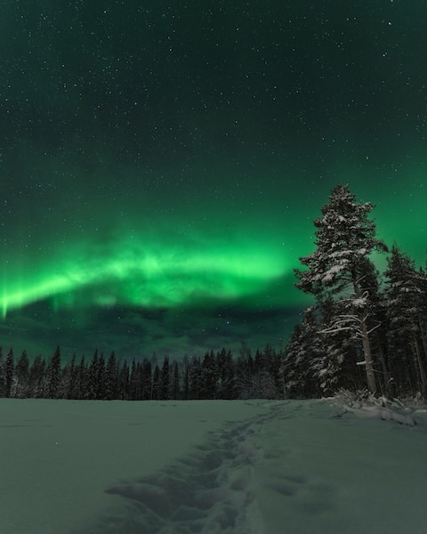 Cozy log cabin in the forest