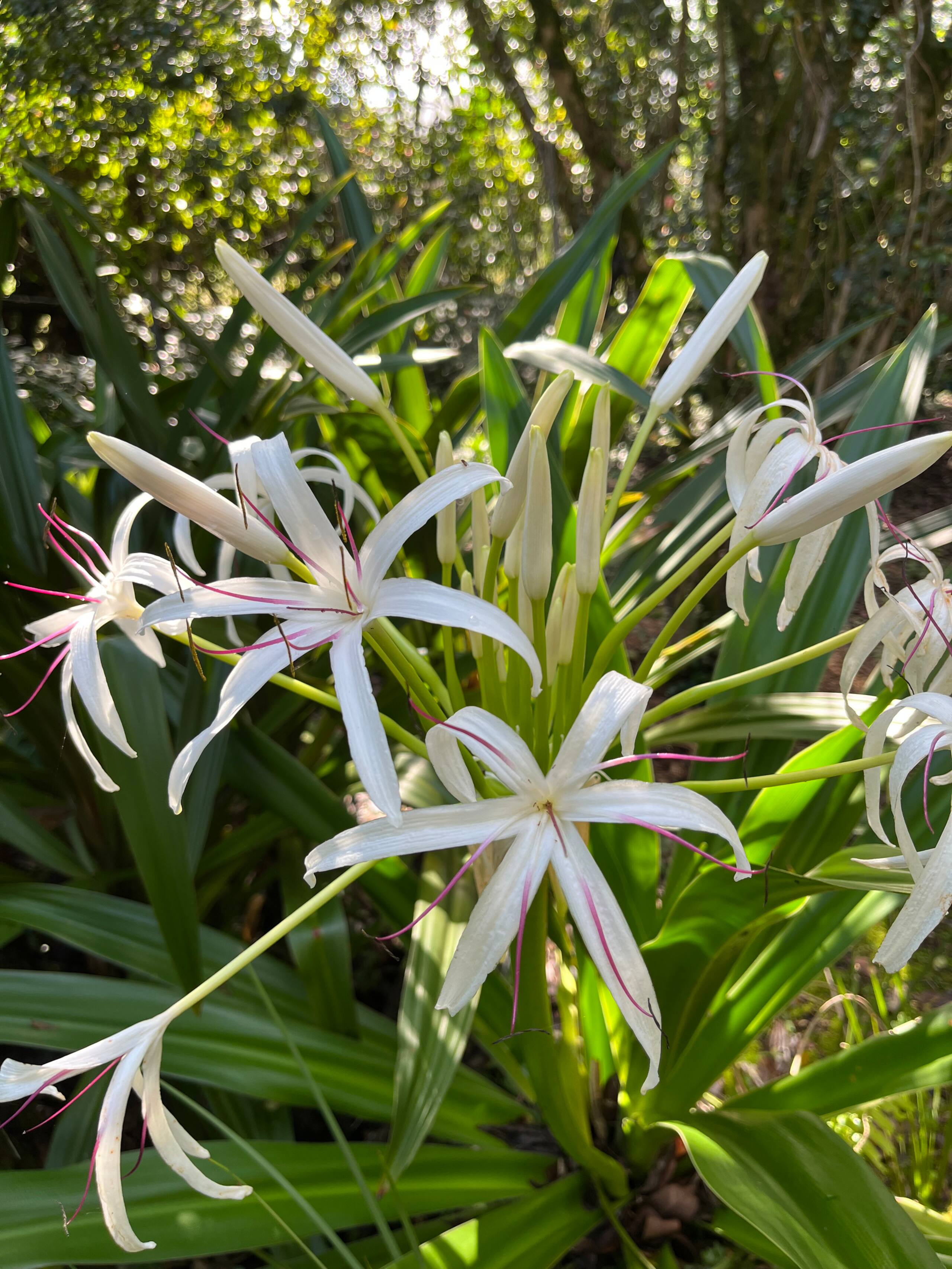 Home in Hana · ★4.98 · 2 bedrooms · 3 beds · 1.5 baths - Photo 48