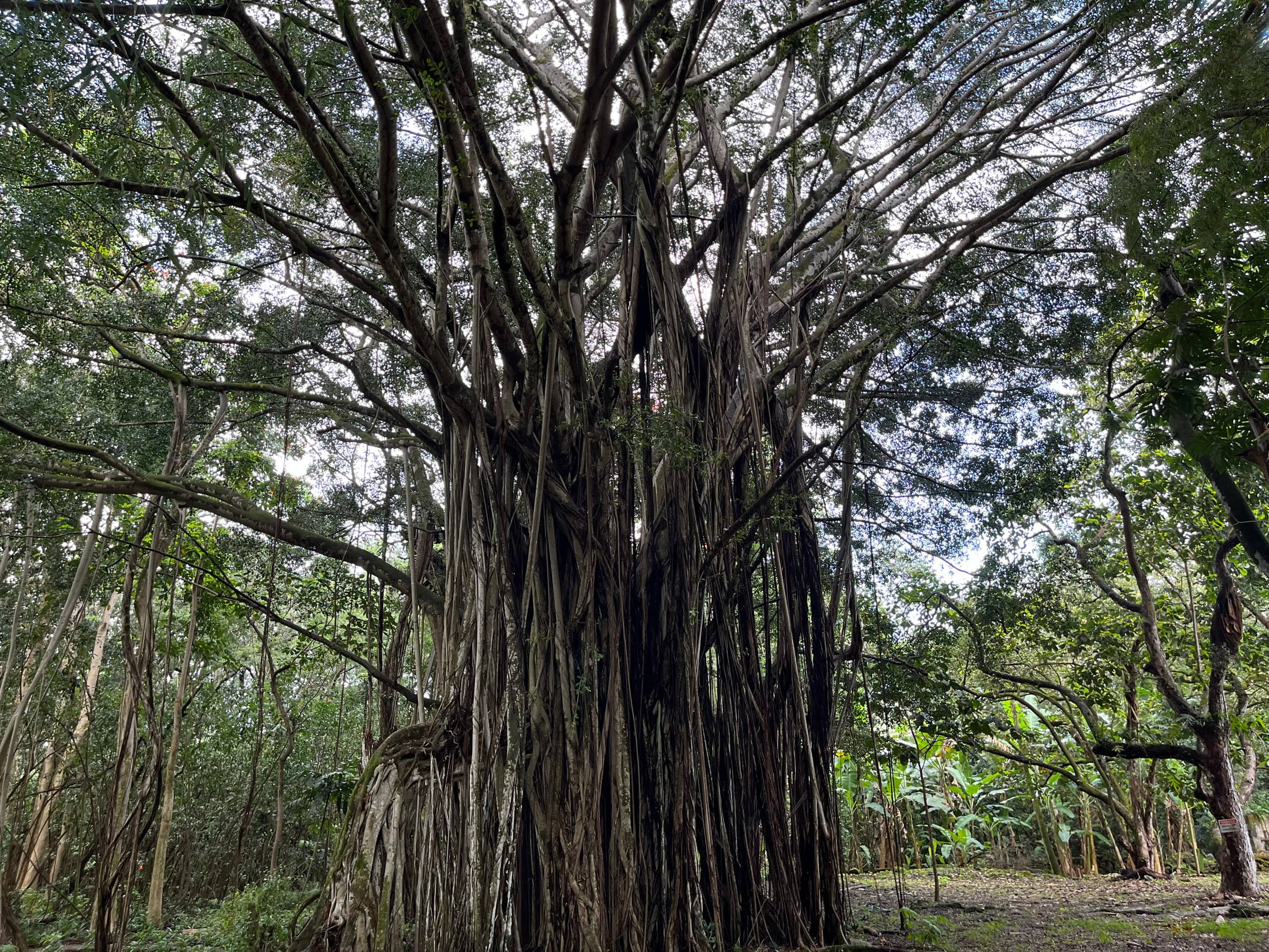 Home in Hana · ★4.98 · 2 bedrooms · 3 beds · 1.5 baths - Photo 50