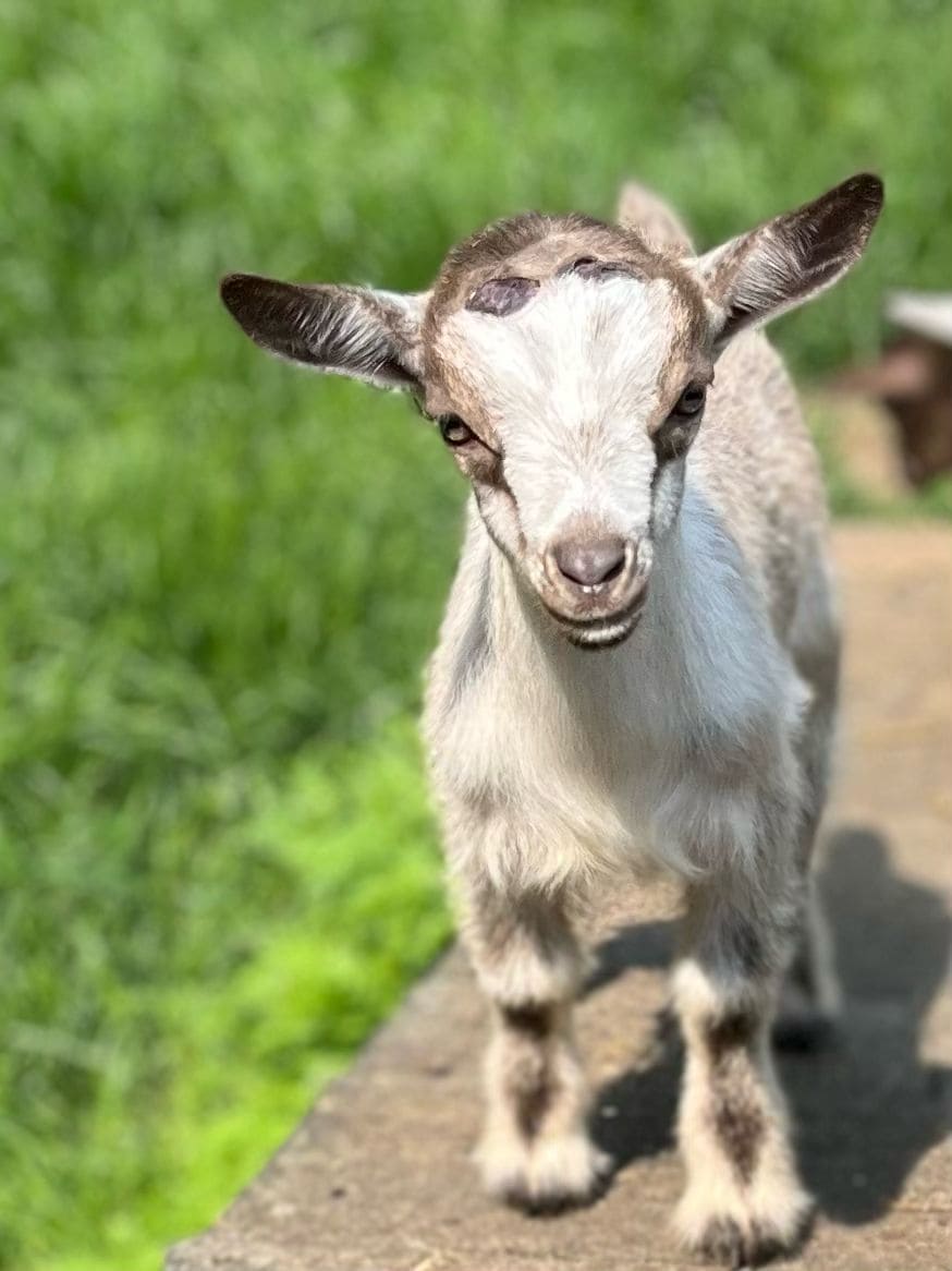 A young goat is seen walking along a path, showcasing its light brown and white fur. Its large, expressive eyes and small, upright ears are prominent. The background features vibrant green grass, adding to the serene farm setting.