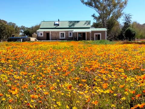 Marigold