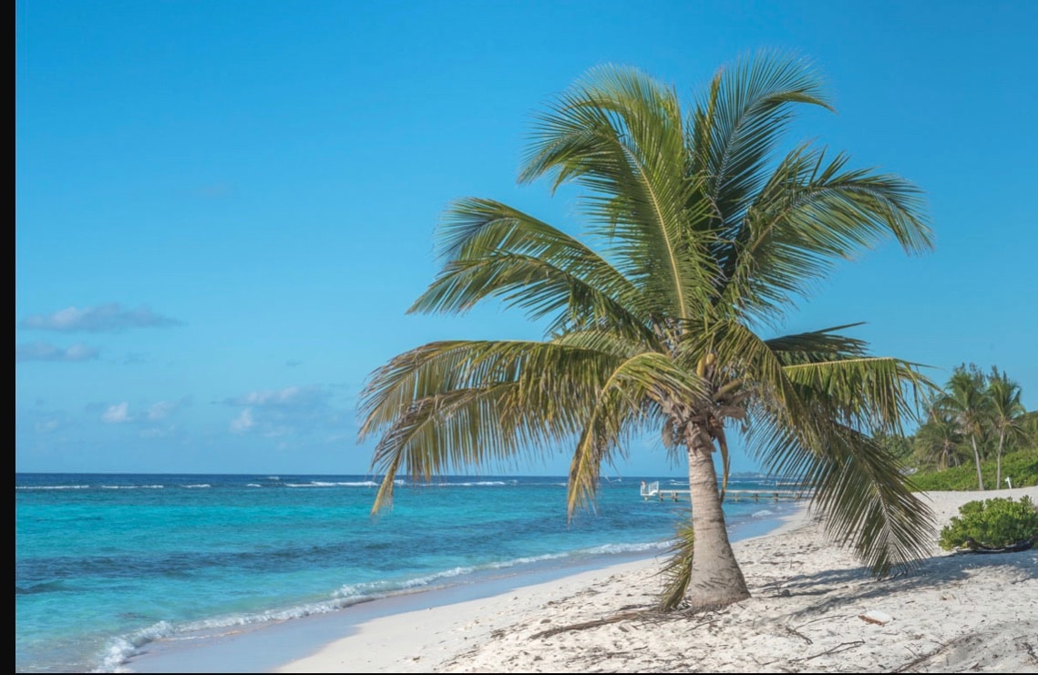 A solitary palm tree stands on a sandy beach, with clear blue waters stretching into the horizon. Soft waves lapping at the shore can be seen in the background, framed by a serene sky dotted with a few clouds.