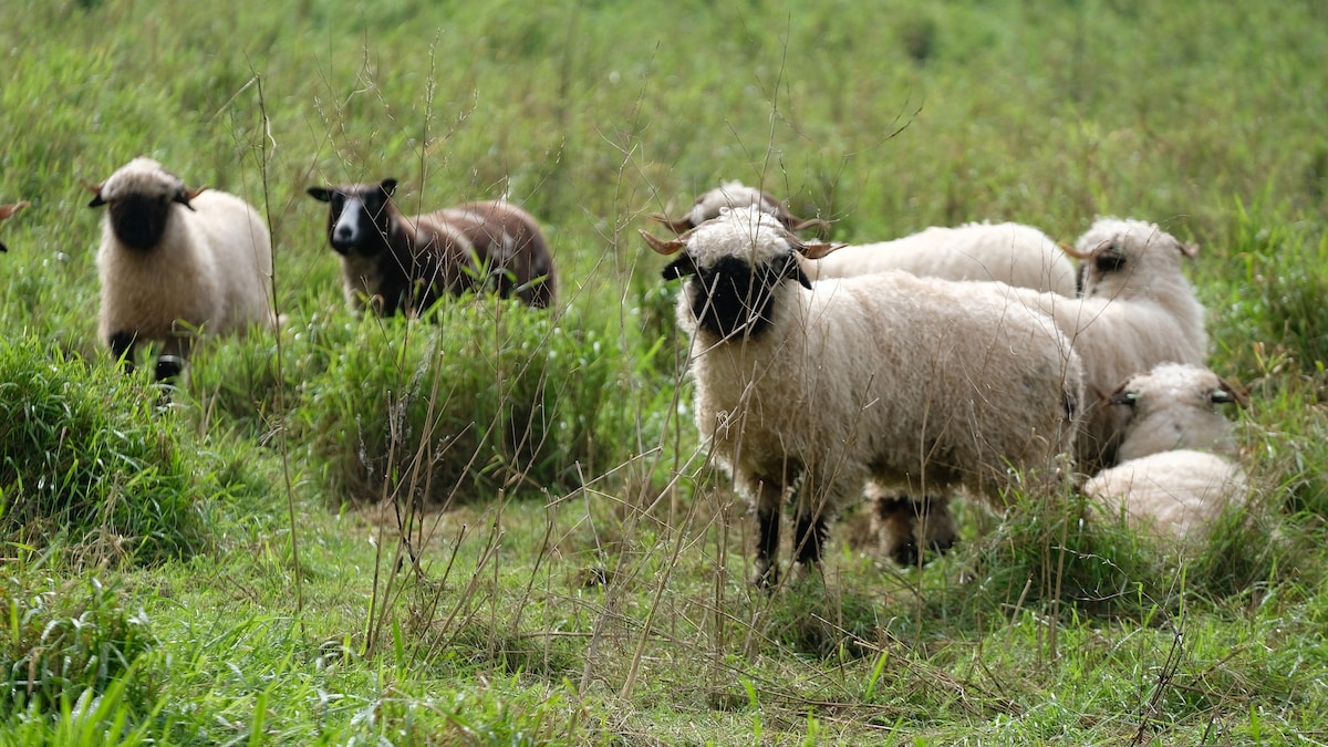 A small flock of sheep is seen grazing in a grassy field. Some sheep are resting on the ground, while others are standing among tall grass. The scene captures a natural and serene rural atmosphere, evoking a sense of calm.