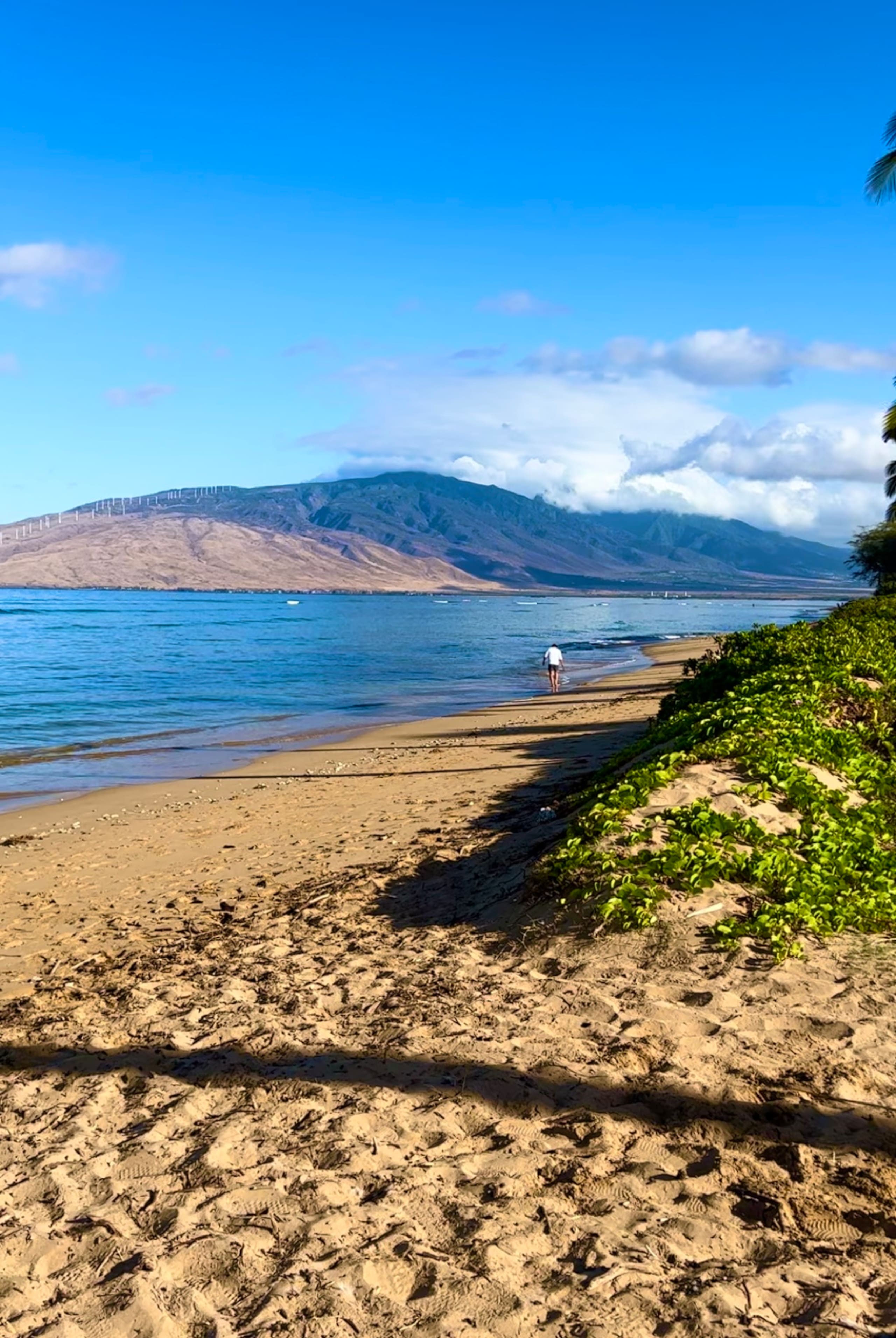 Home in Kihei · ★4.97 · 1 bedroom · 2 beds · 1 bath - Image 10