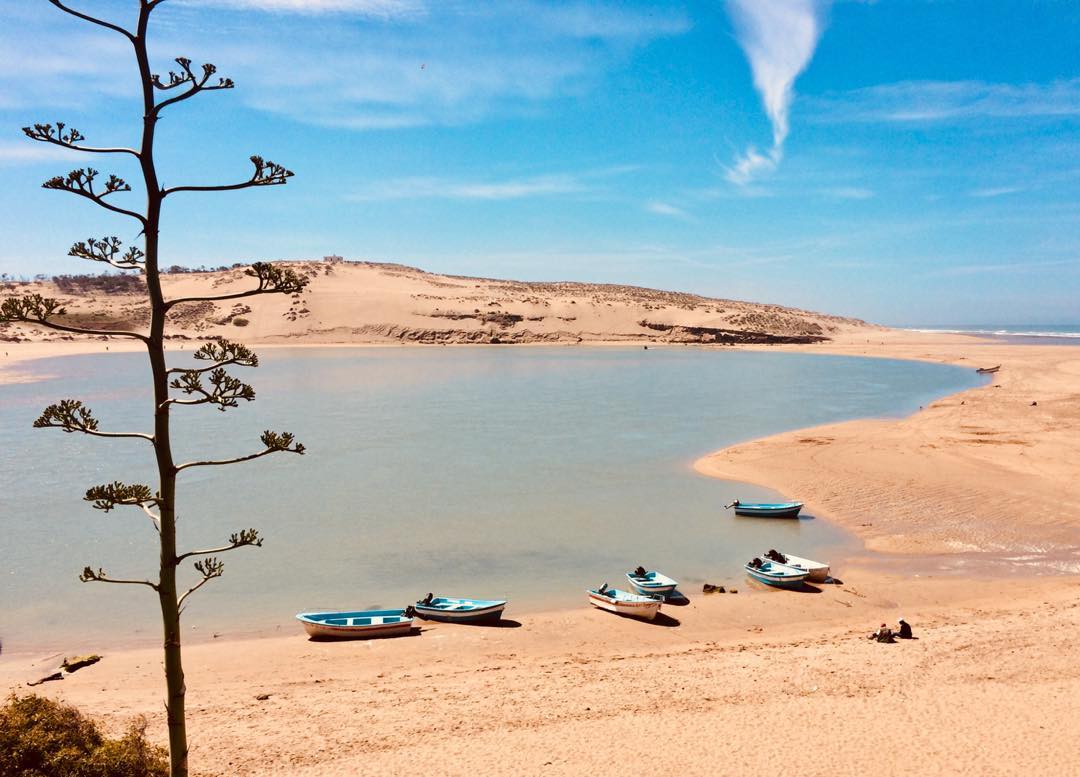 A serene beach landscape is depicted, featuring calm waters bordered by soft sandy shores. Several small boats are anchored close to the sand, while a solitary tree adds height and texture to the scene. Distant dunes are visible under a bright blue sky.