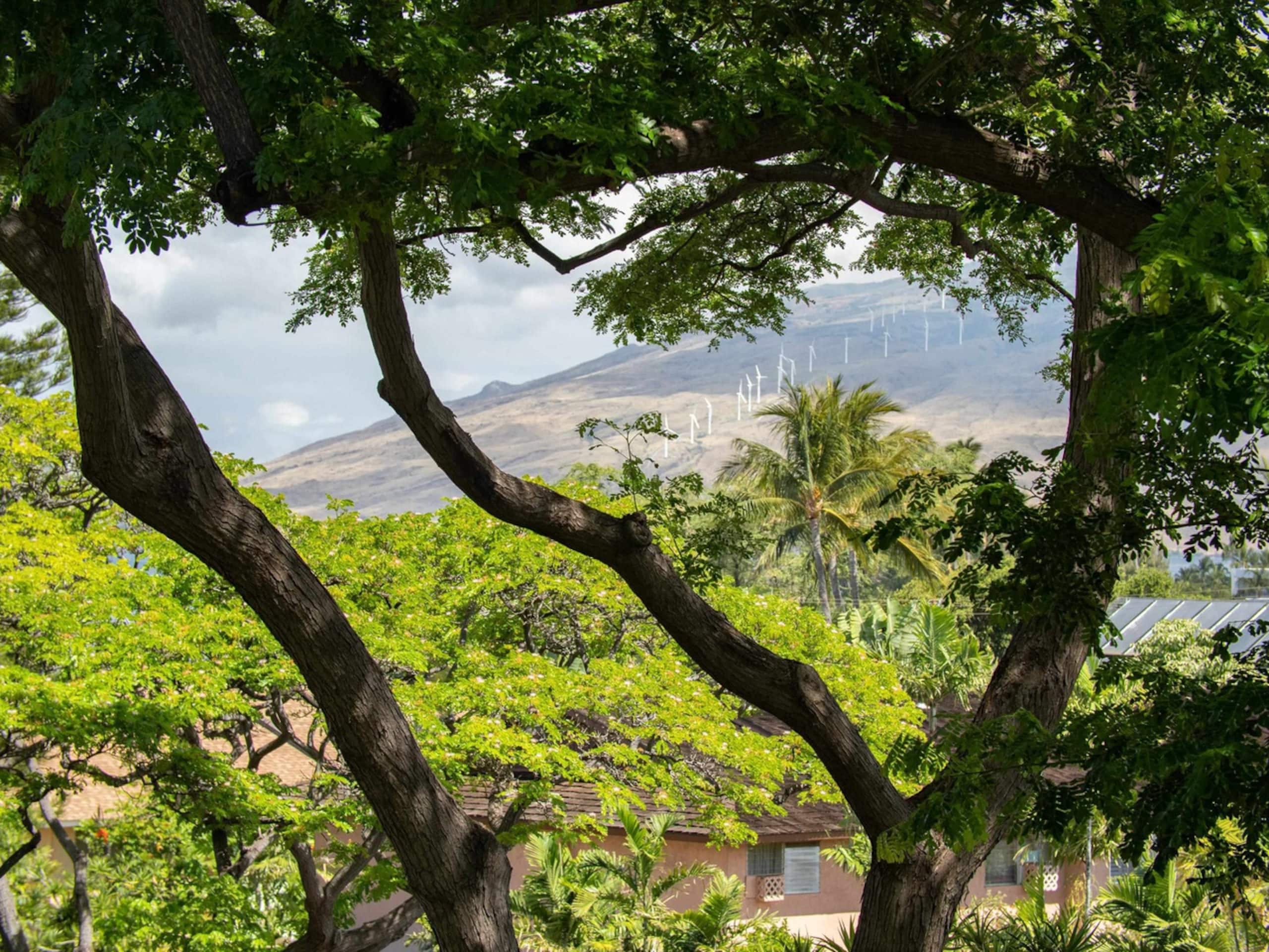 Condo in Kihei · ★4.98 · 1 bedroom · 2 beds · 1 bath - Image 48