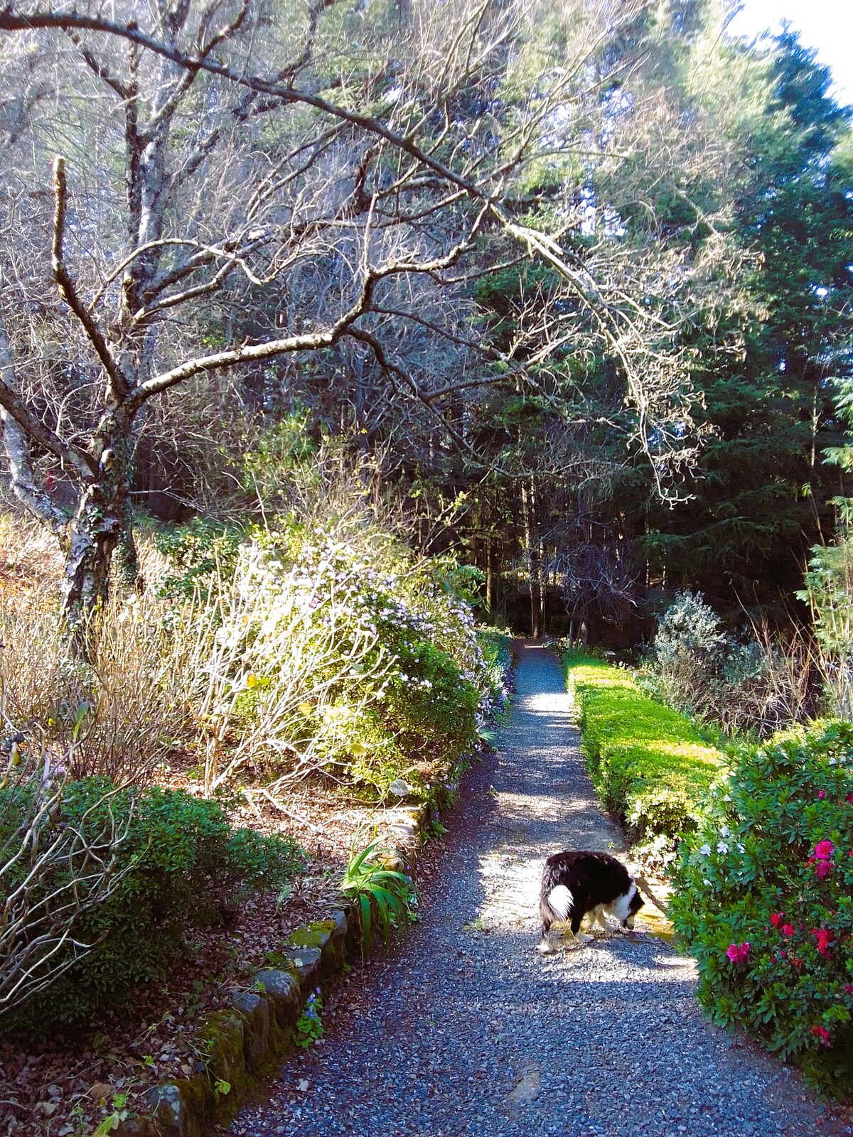 A gravel pathway winds through a lush garden, flanked by flowering shrubs and trees. A pet dog is seen exploring the tranquil surroundings, while the sunlight filters through the branches overhead, creating a serene atmosphere. The pathway invites leisurely strolls amidst nature.