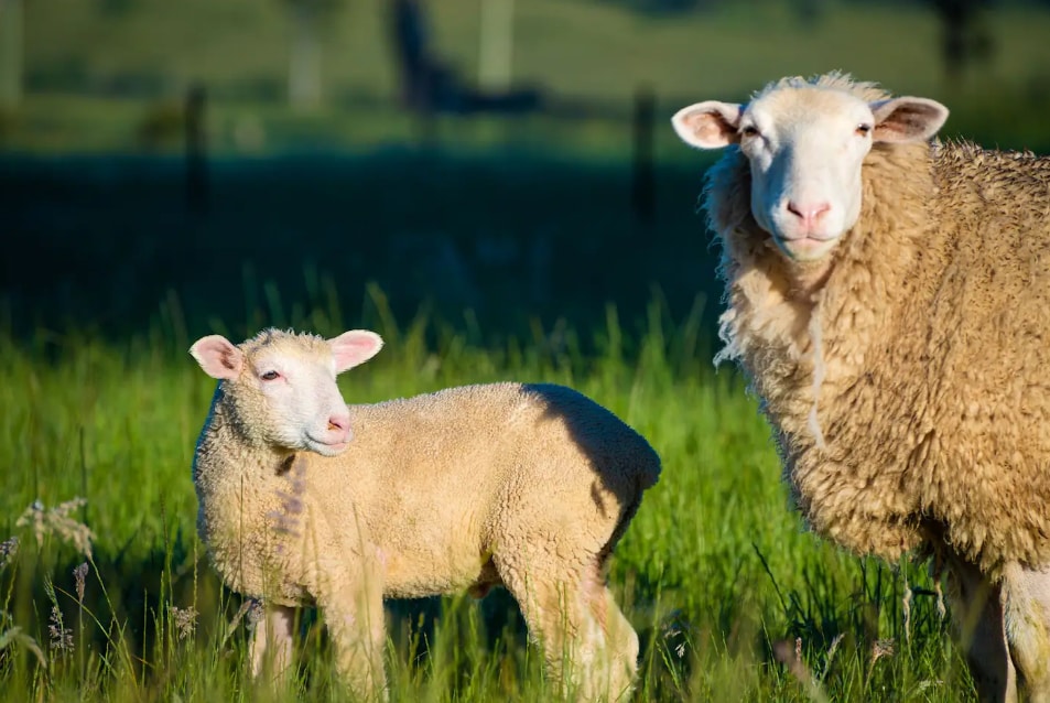 Two sheep are depicted in a sunlit green field, with one adult sheep standing beside a younger lamb. The grass is vibrant, providing a natural setting, while soft shadows create a gentle contrast across the scene.