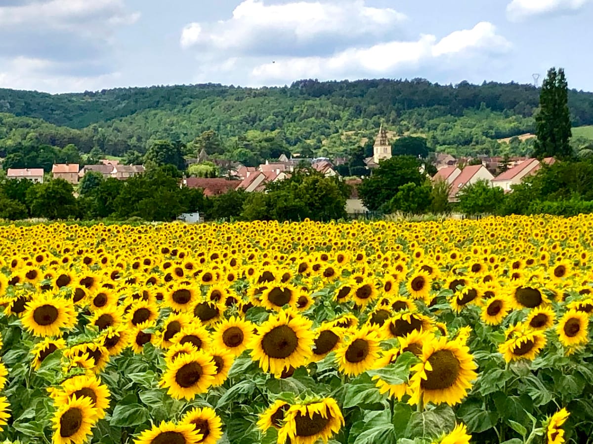 A vast field of sunflowers stretches across the foreground, with their vibrant yellow petals contrasted against the green hills in the background. A charming village is visible, nestled among the trees, featuring a prominent church spire amidst the residential buildings.