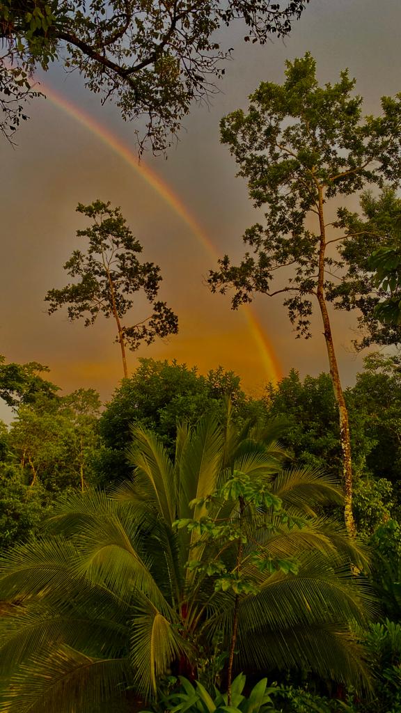 A vibrant rainbow arcs over lush greenery, framed by tall trees and a diverse array of tropical plants. The scene captures a serene outdoor atmosphere, with dense foliage creating a natural backdrop.