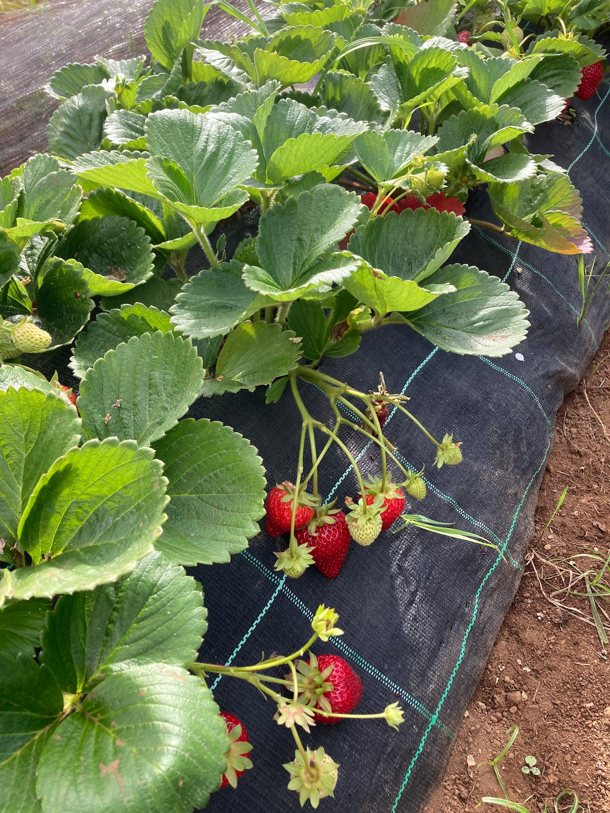 A vibrant row of strawberry plants is depicted, with lush green leaves interspersed with ripe red strawberries. The plants are growing on black fabric, which aids in weed control. Sunlight illuminates the strawberries, highlighting their fresh appearance and showing a connection to the organic farming environment.