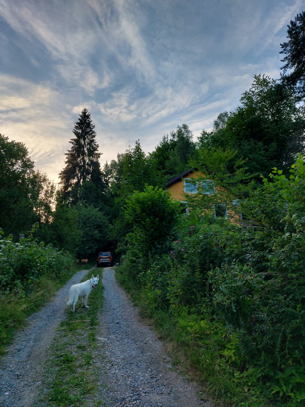 A gravel driveway leads up to a yellow house surrounded by trees and lush greenery. A white dog stands near the driveway, creating a serene and inviting entrance. The sky features soft clouds, hinting at the evening light.