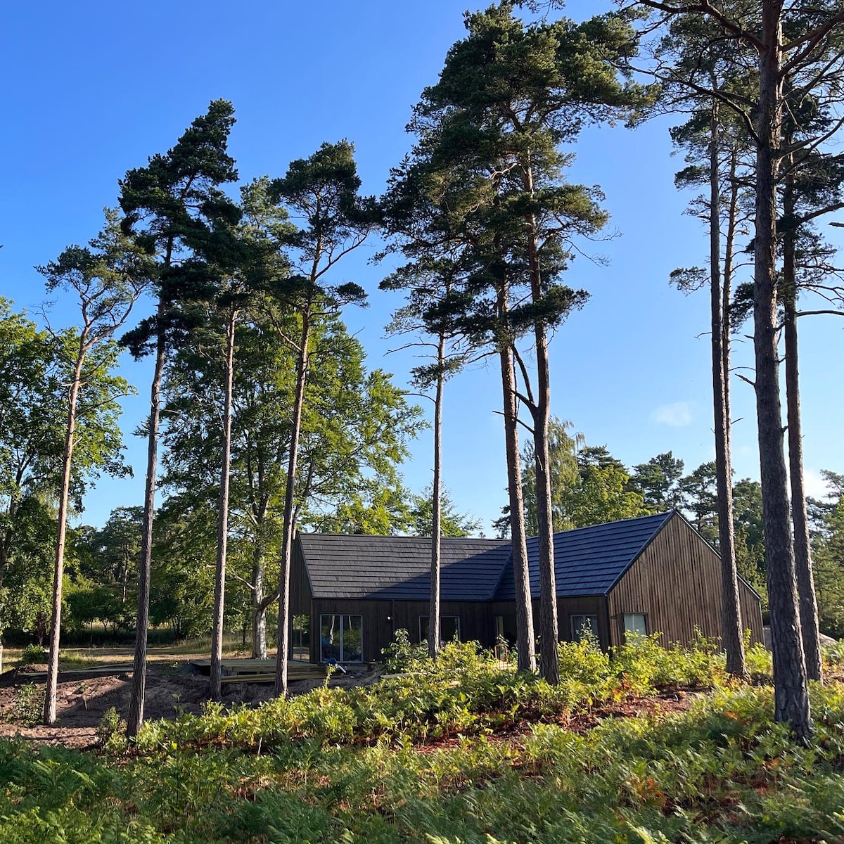 A modern design house is surrounded by tall pine trees. The structure features a dark wooden exterior and a sloped roof, blending harmoniously with the natural landscape. Sunlight filters through the branches, illuminating the area.
