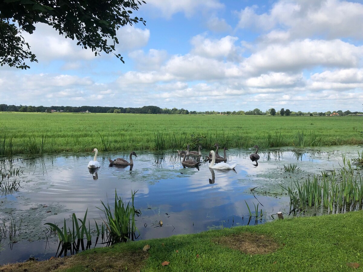 A serene landscape captures a flock of swans and cygnets gliding gracefully on calm waters. Lush green grass lines the water's edge, with reeds and delicate plants enhancing the tranquil scene. A backdrop of open fields stretches beneath a partly cloudy sky.