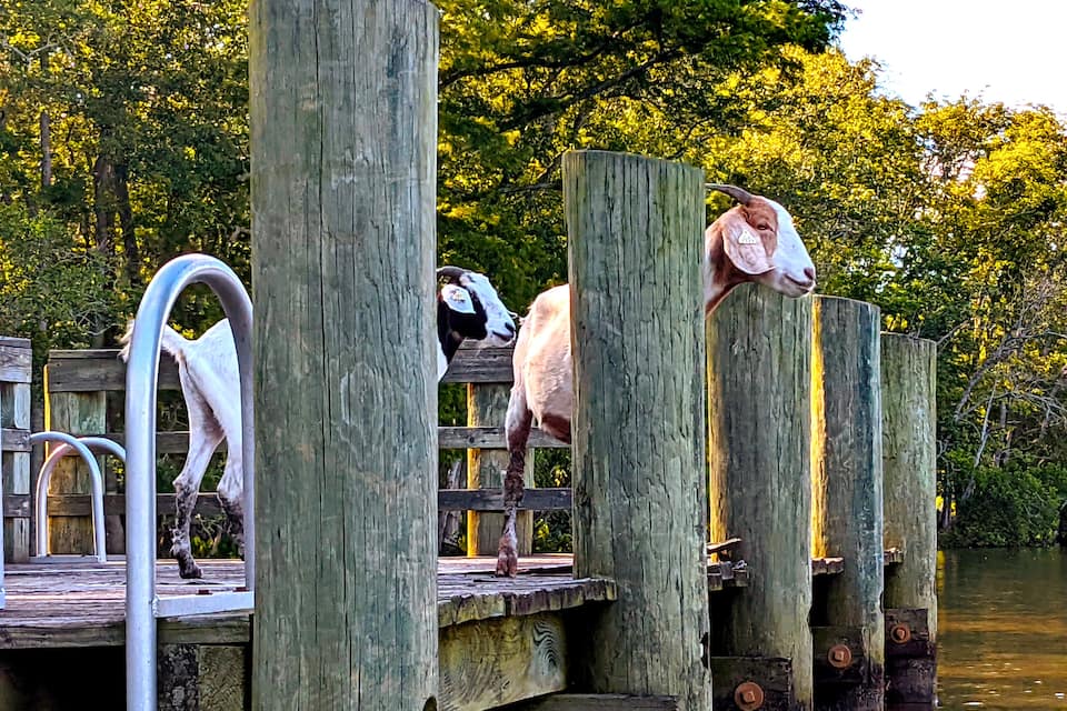 Semi-wild goats along the Pocomoke River at Goat Island in Snow Hill, MD.