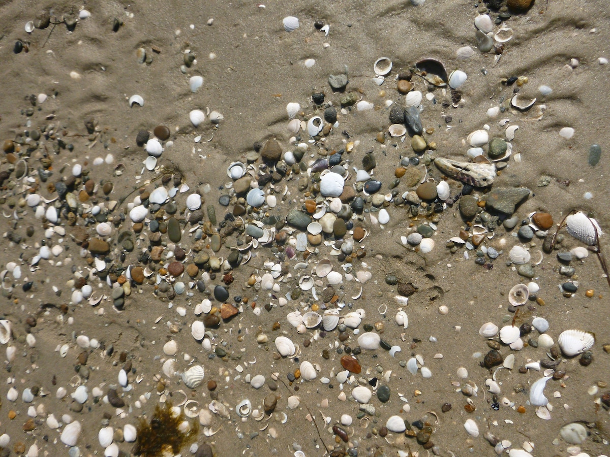 The sandy ground is covered with a variety of shells and small stones, creating a textured surface. Shells of different sizes and colors are scattered among smooth pebbles, blending harmoniously with the golden sand. Soft light reflects off the shells, enhancing their natural details.