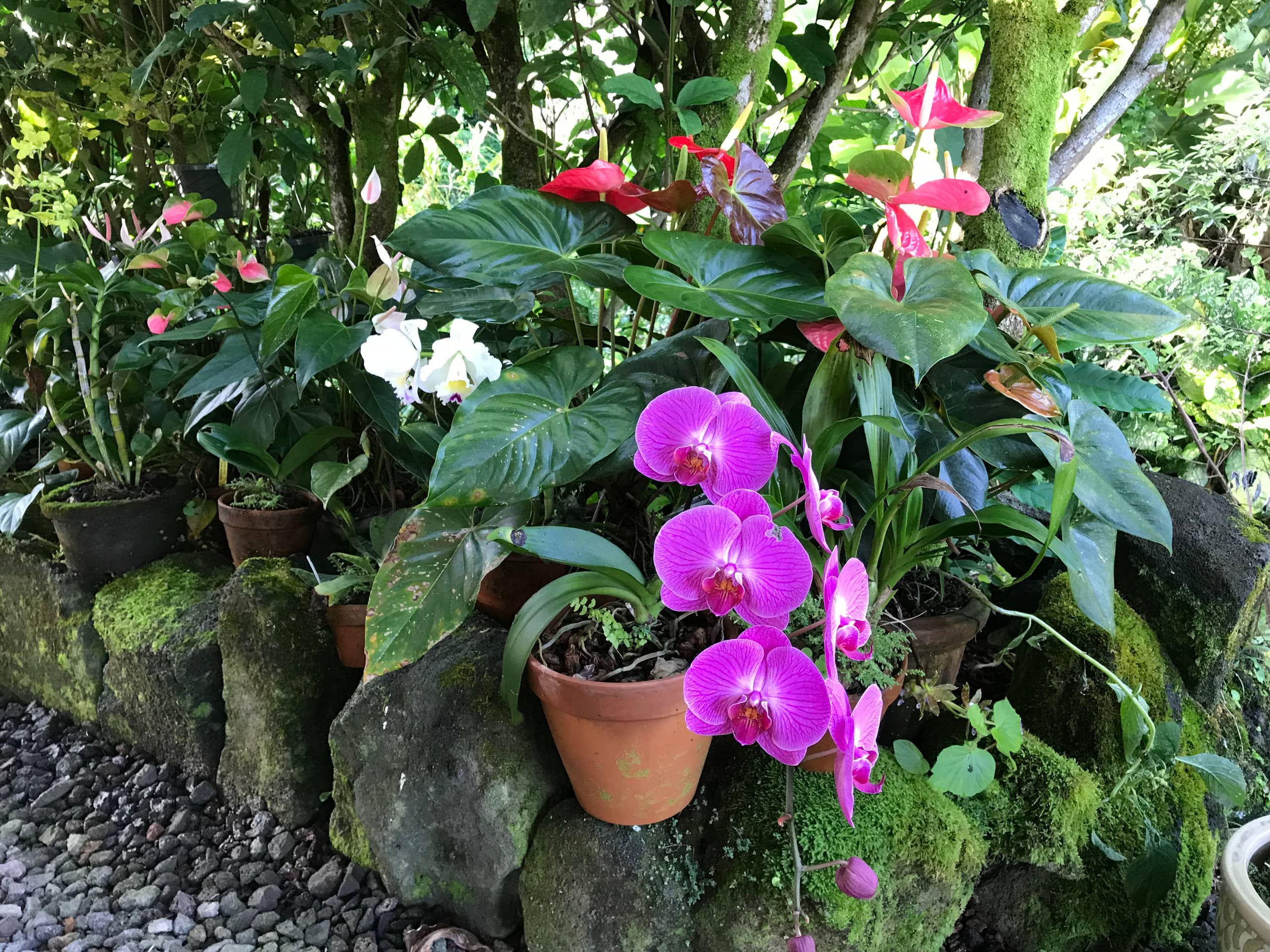 Home in Hilo · ★5.0 · 1 bedroom · 2 beds · 1 private bath - Image 47