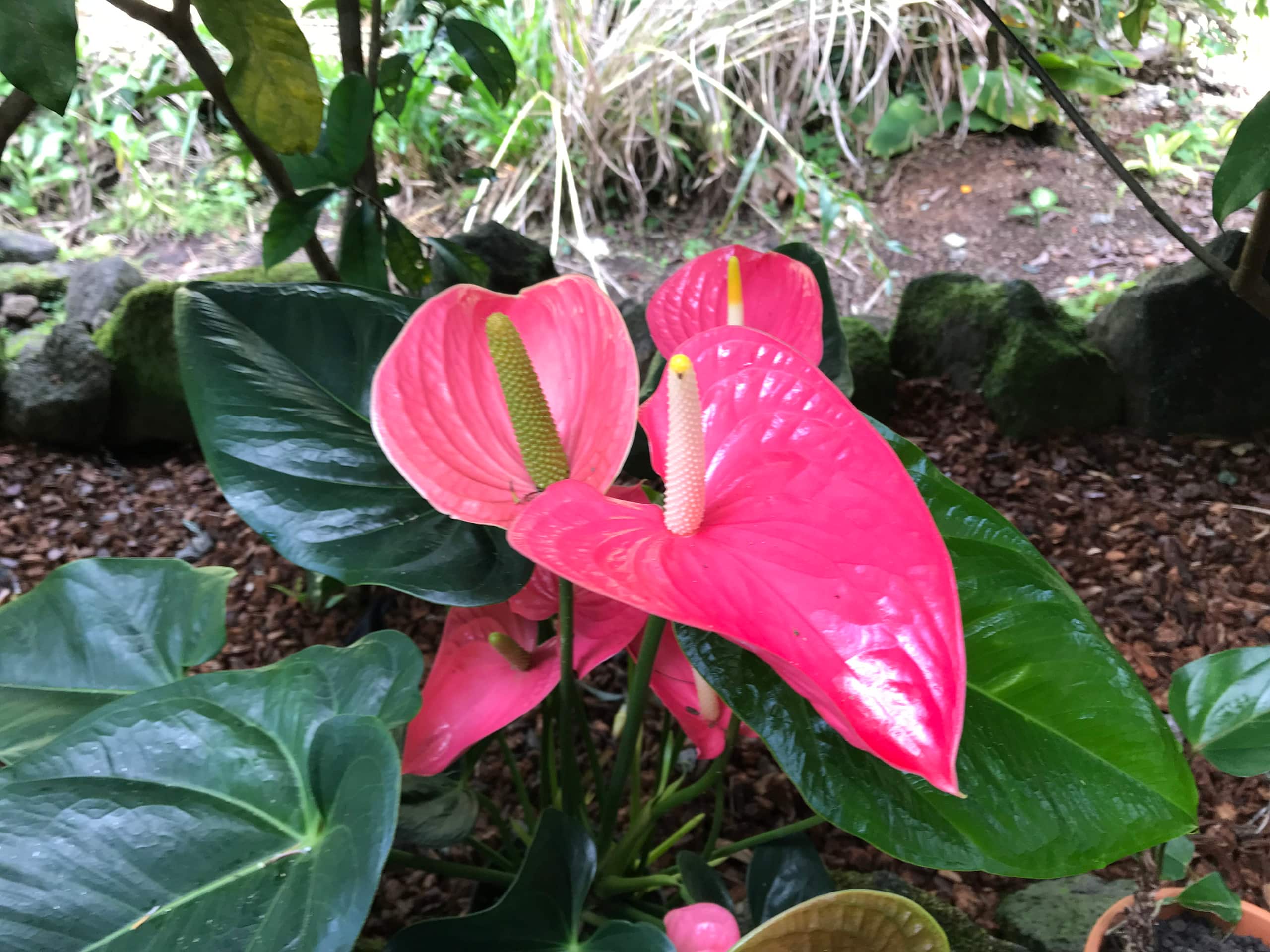 Home in Hilo · ★5.0 · 1 bedroom · 2 beds · 1 private bath - Image 69