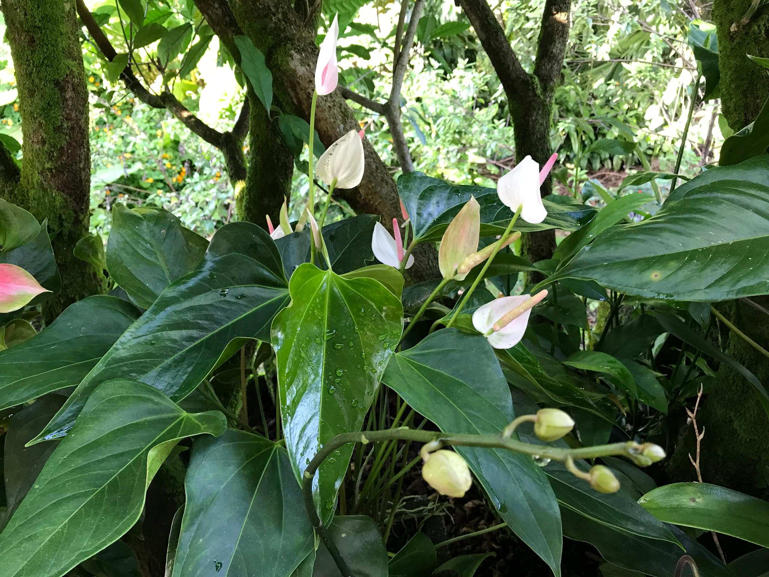 Home in Hilo · ★5.0 · 1 bedroom · 2 beds · 1 private bath - Image 68