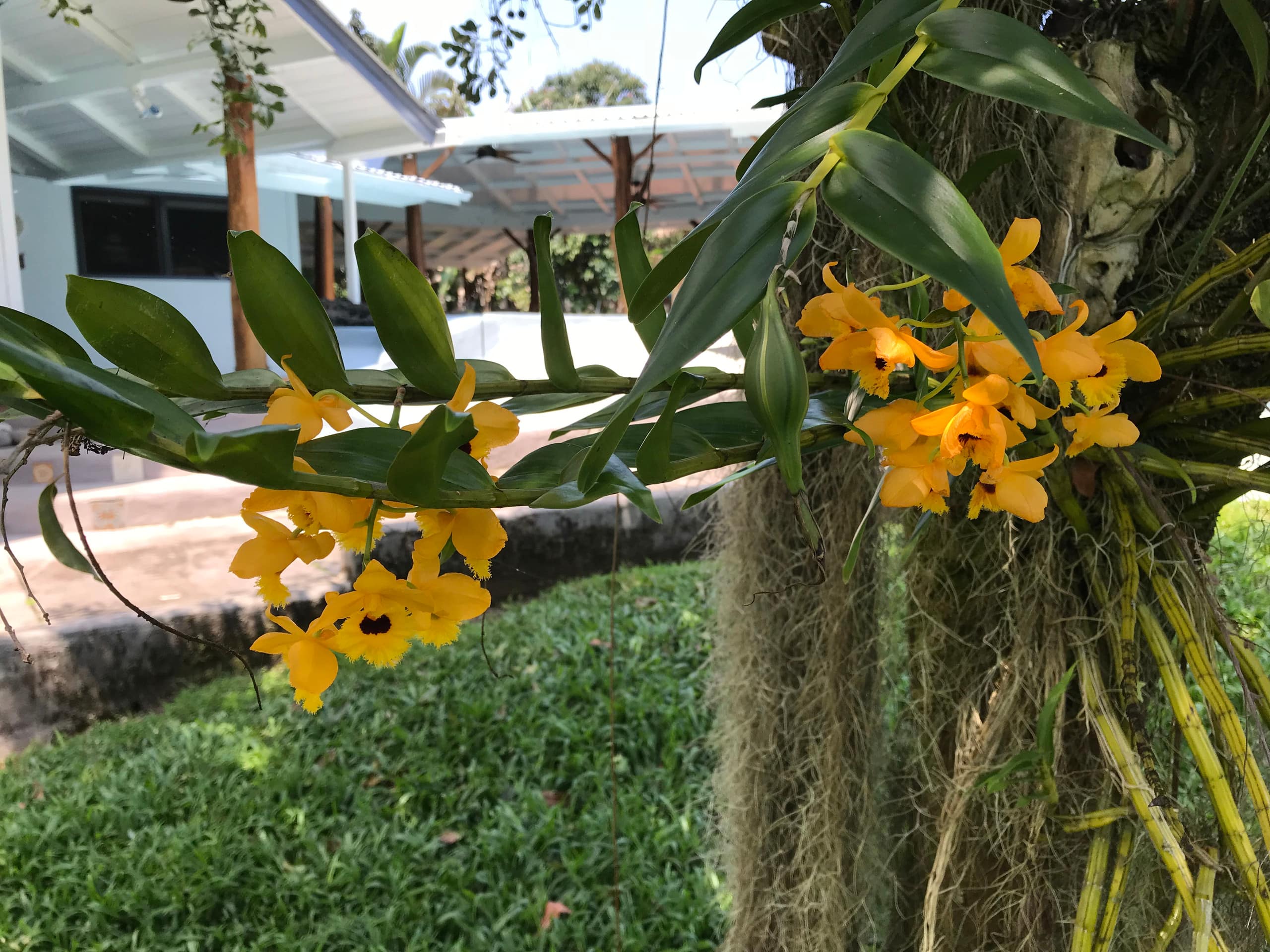 Home in Hilo · ★5.0 · 1 bedroom · 2 beds · 1 private bath - Image 48