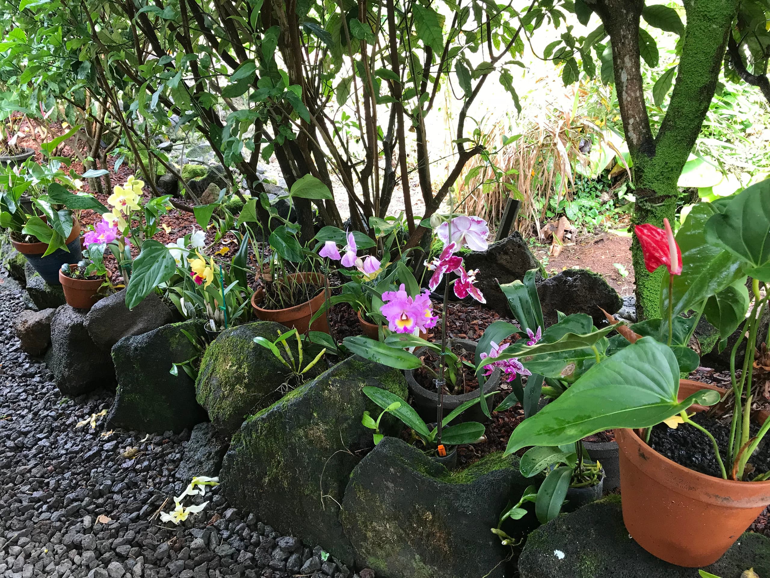 Home in Hilo · ★5.0 · 1 bedroom · 2 beds · 1 private bath - Image 49