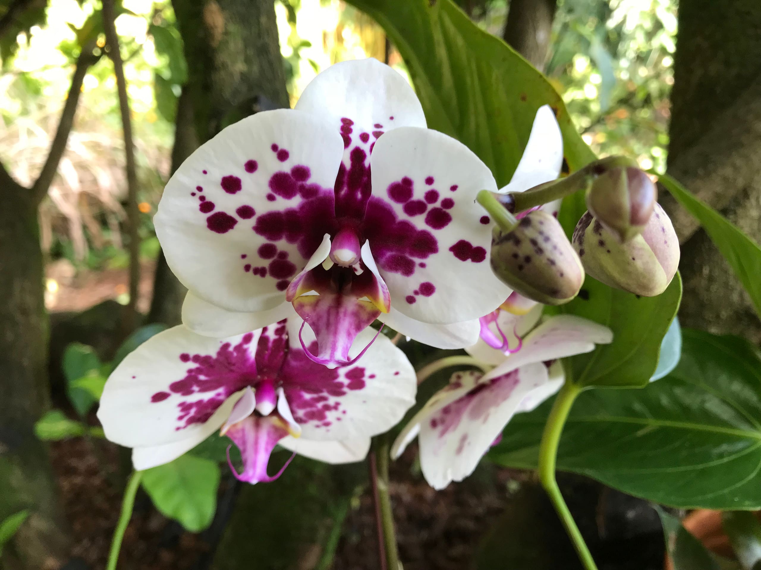 Home in Hilo · ★5.0 · 1 bedroom · 2 beds · 1 private bath - Image 54