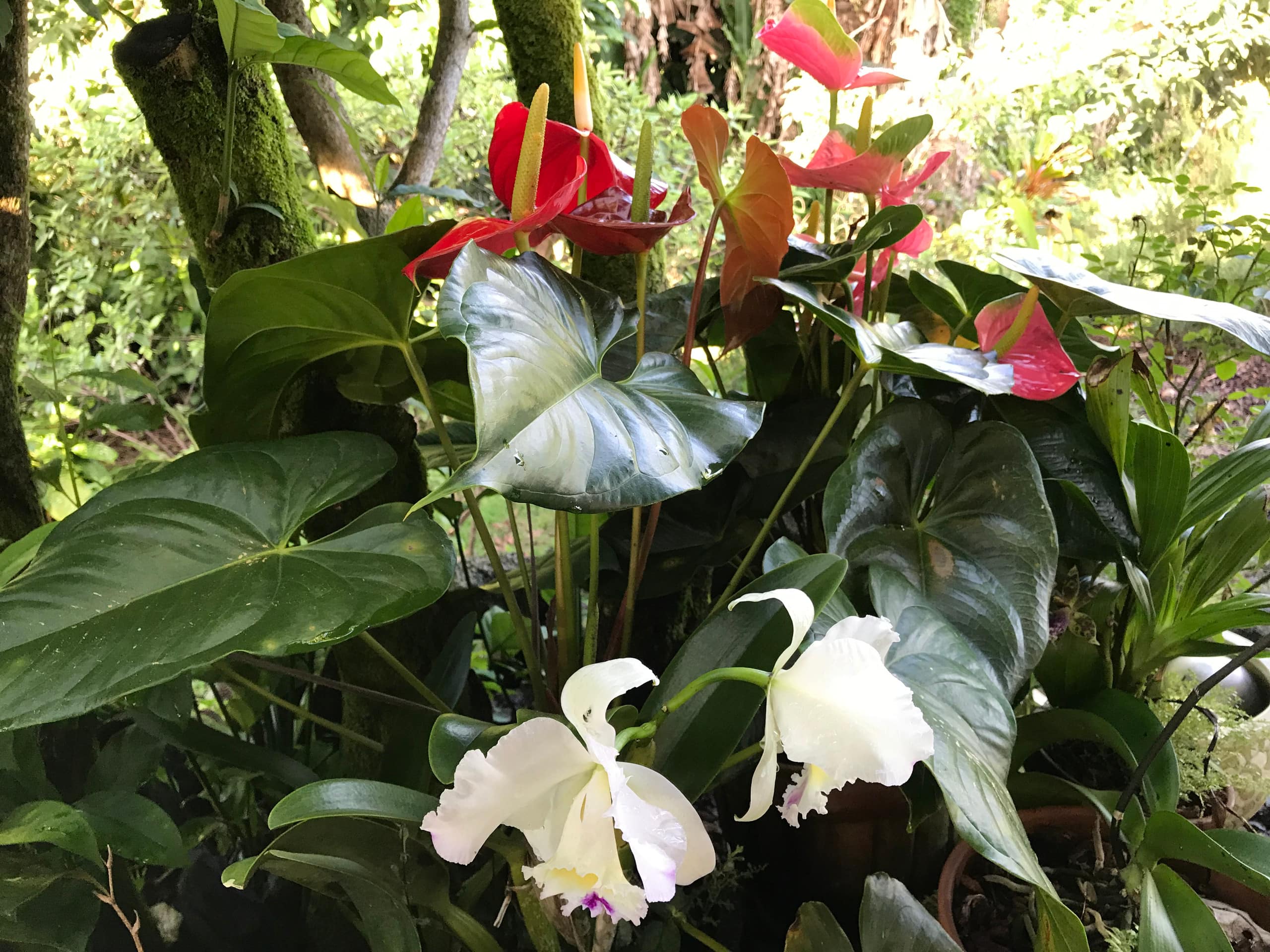 Home in Hilo · ★5.0 · 1 bedroom · 2 beds · 1 private bath - Image 64