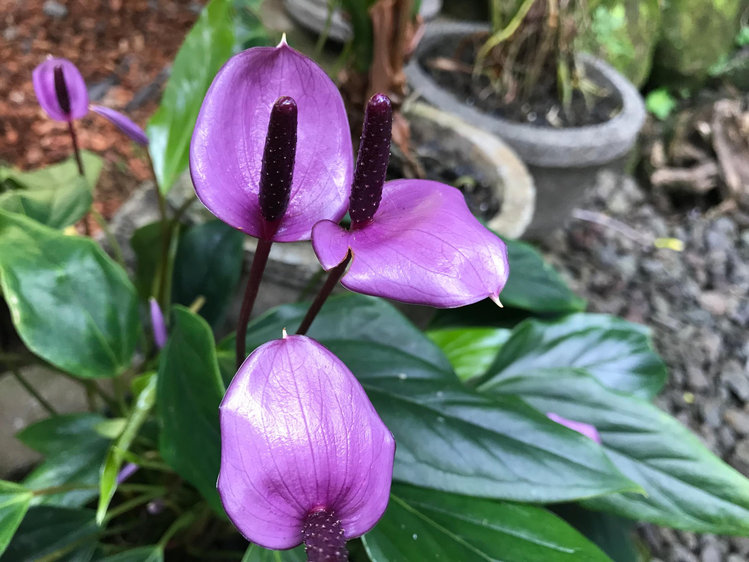 Home in Hilo · ★5.0 · 1 bedroom · 2 beds · 1 private bath - Image 59