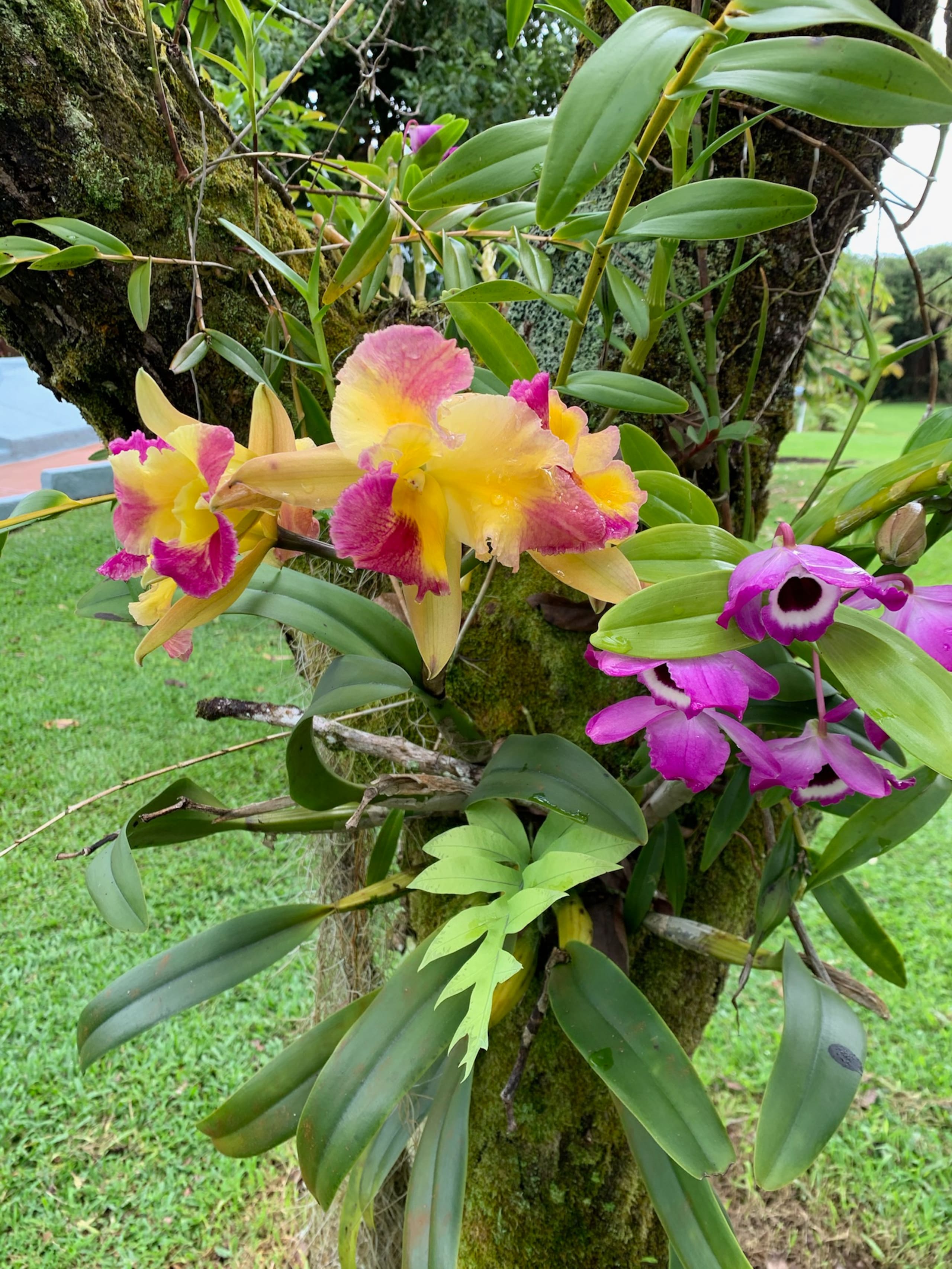 Home in Hilo · ★5.0 · 1 bedroom · 2 beds · 1 private bath - Image 51