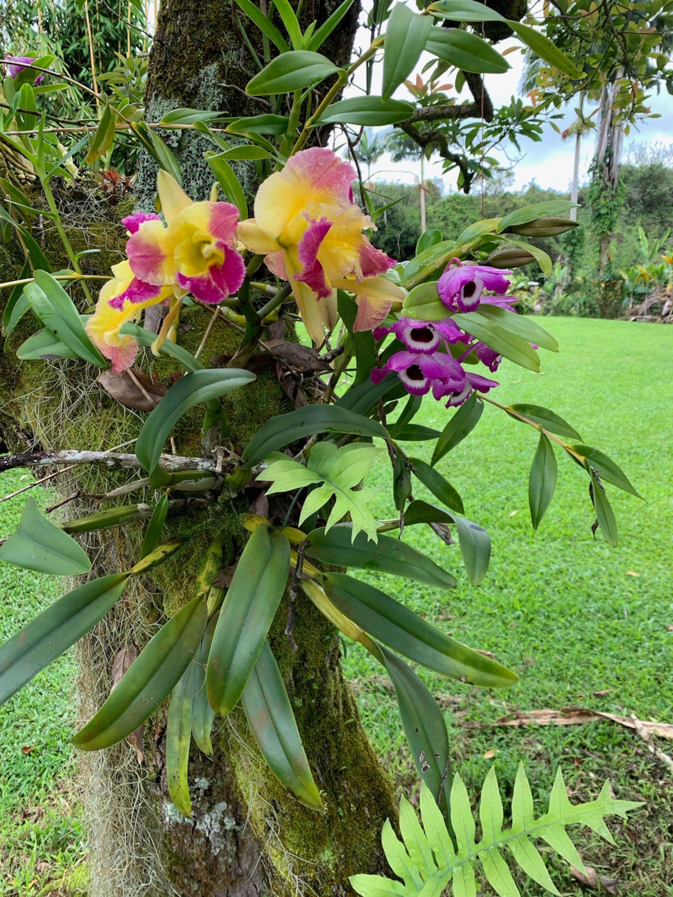 Home in Hilo · ★5.0 · 1 bedroom · 2 beds · 1 private bath - Image 52