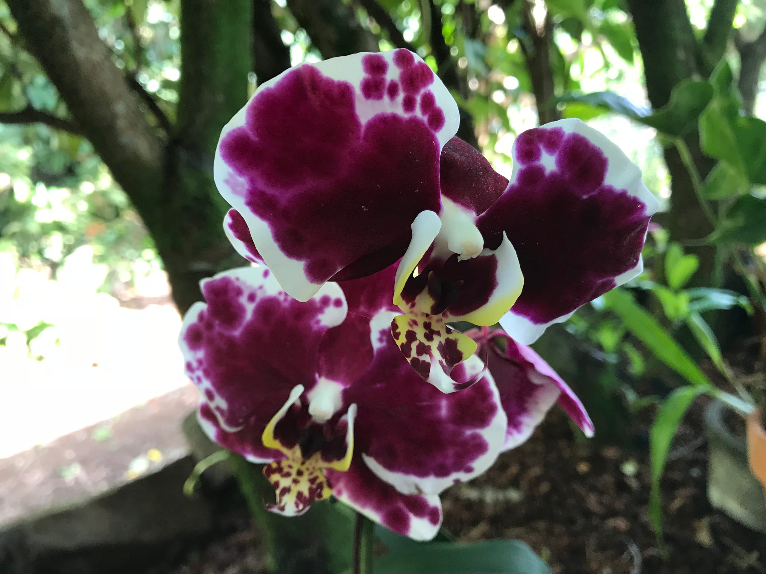 Home in Hilo · ★5.0 · 1 bedroom · 2 beds · 1 private bath - Image 55