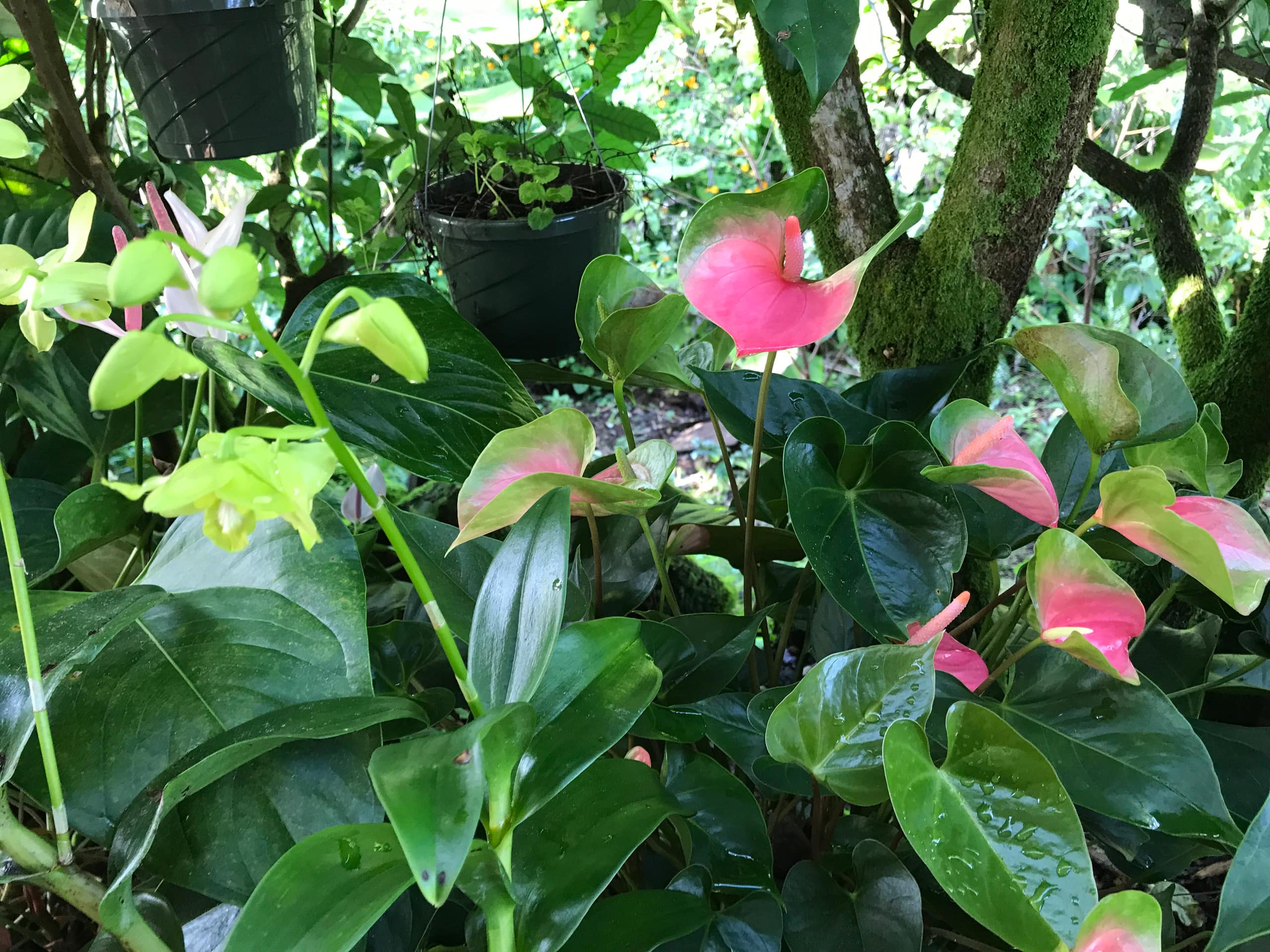 Home in Hilo · ★5.0 · 1 bedroom · 2 beds · 1 private bath - Image 67