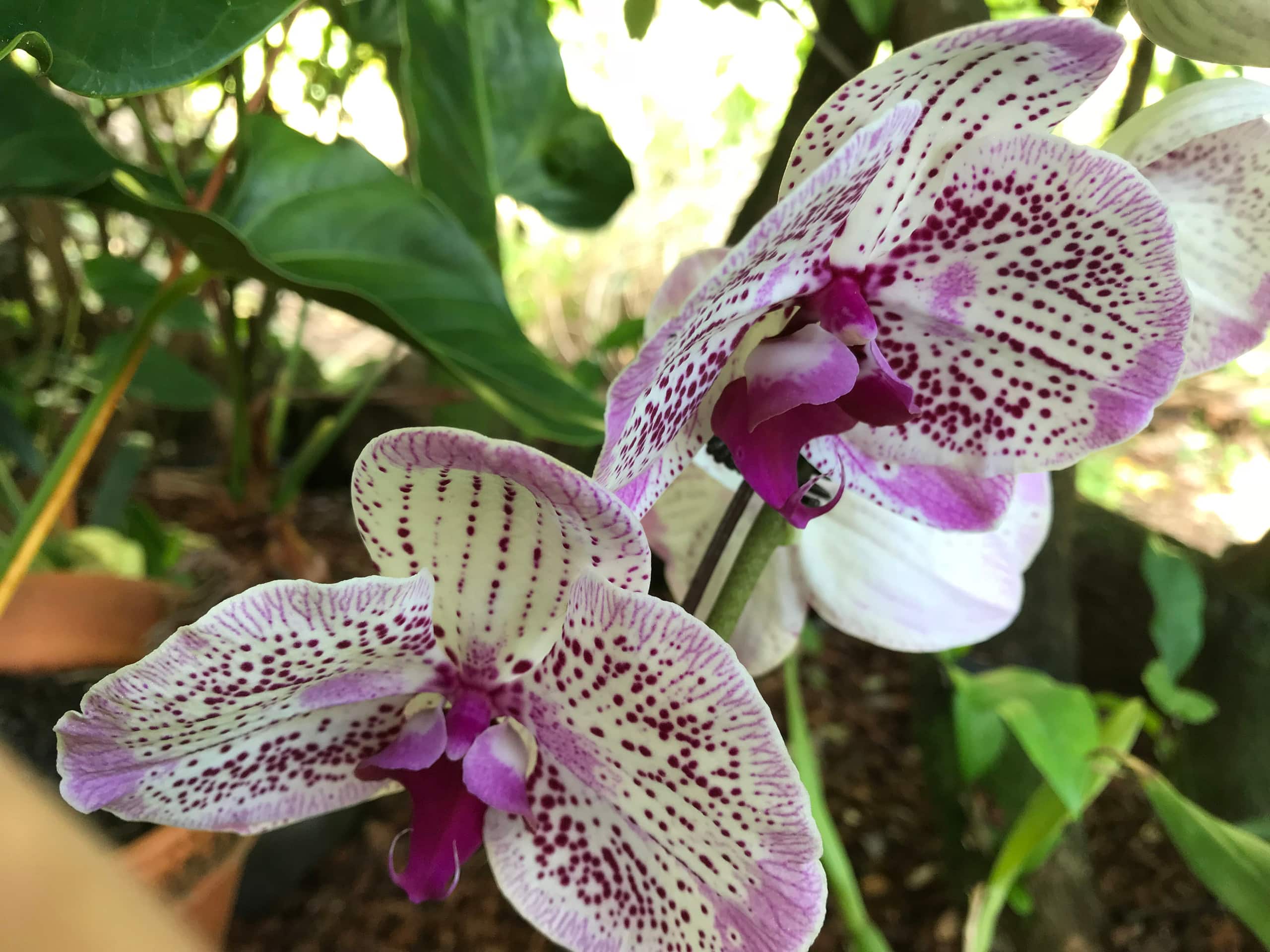 Home in Hilo · ★5.0 · 1 bedroom · 2 beds · 1 private bath - Image 61
