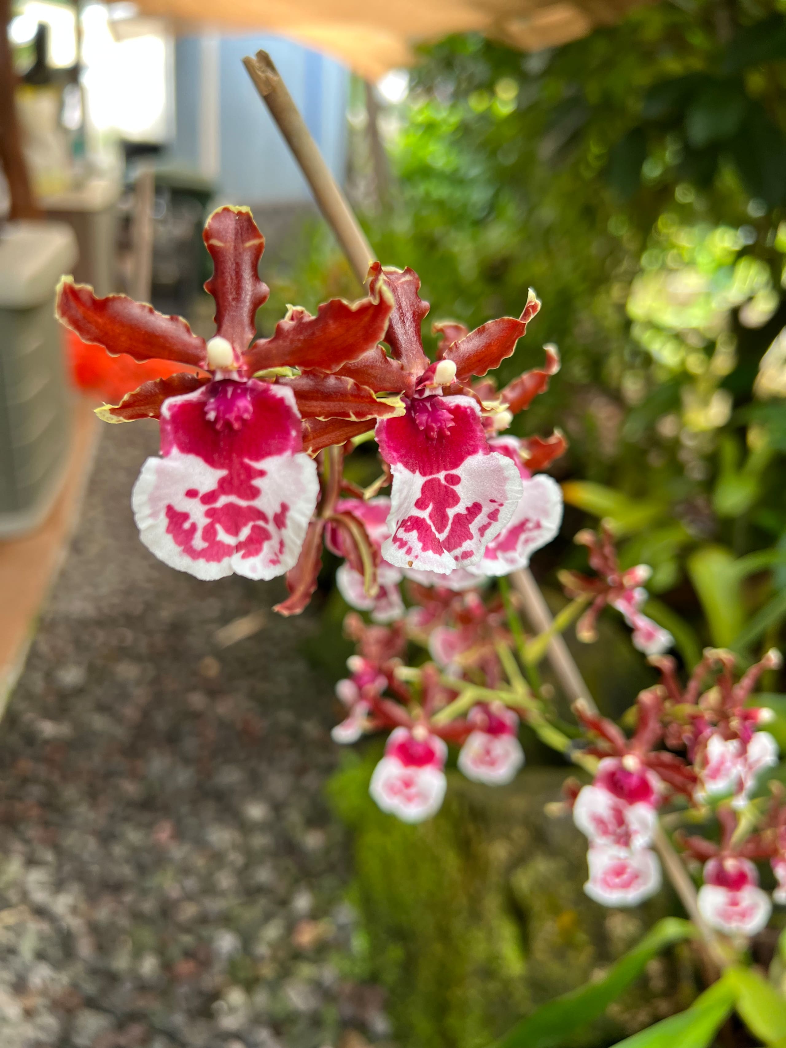 Home in Hilo · ★5.0 · 1 bedroom · 2 beds · 1 private bath - Image 60